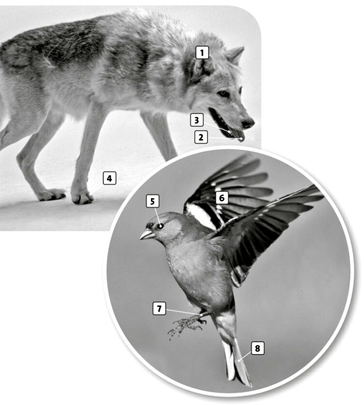6 A Vocabulary elementary 04
